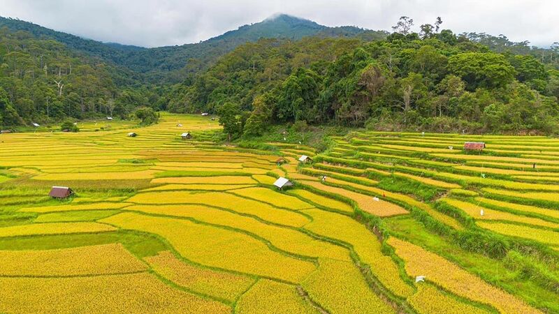Chiêm ngưỡng Măng Đen mùa lúa chín bừng sáng sắc vàng óng ả 7