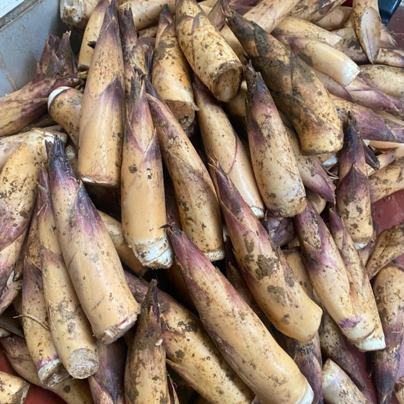 Đặc sản măng vầu đắng ngọt của núi rừng Tây Bắc 8