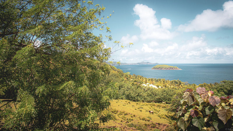 Khám phá Martinique hòn đảo tuyệt đẹp của vùng biển Caribbean 3