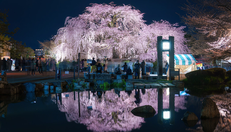 Maruyama Park Kyoto, không gian vườn Nhật kiêu hãnh với cây anh đào rũ Gion 2