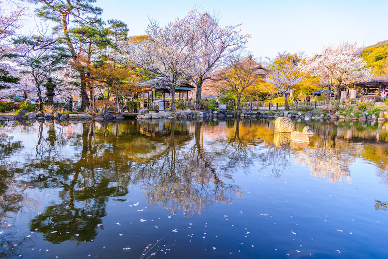 Maruyama Park Kyoto, không gian vườn Nhật kiêu hãnh với cây anh đào rũ Gion 4