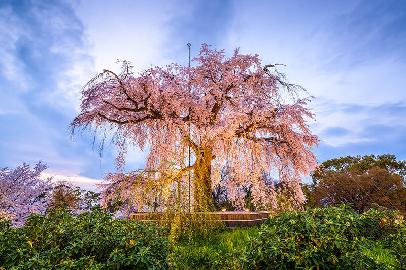 Maruyama Park Kyoto, không gian vườn Nhật kiêu hãnh với cây anh đào rũ Gion 6
