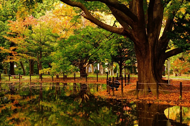 Maruyama Park Sapporo, ốc đảo thiên nhiên giữa lòng Hokkaido 2