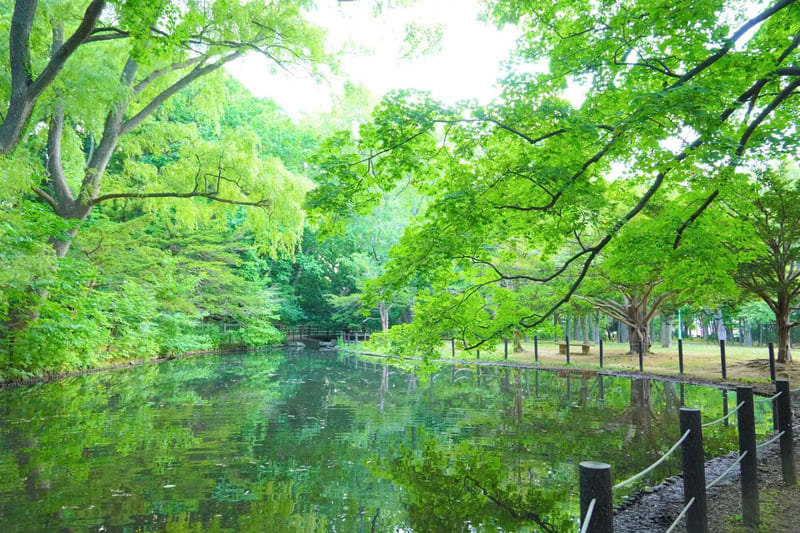 Maruyama Park Sapporo, ốc đảo thiên nhiên giữa lòng Hokkaido 3