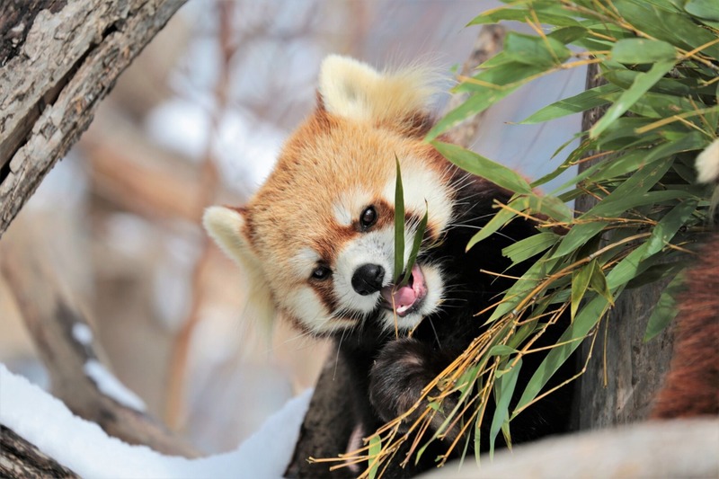 Maruyama Park Sapporo, ốc đảo thiên nhiên giữa lòng Hokkaido 7