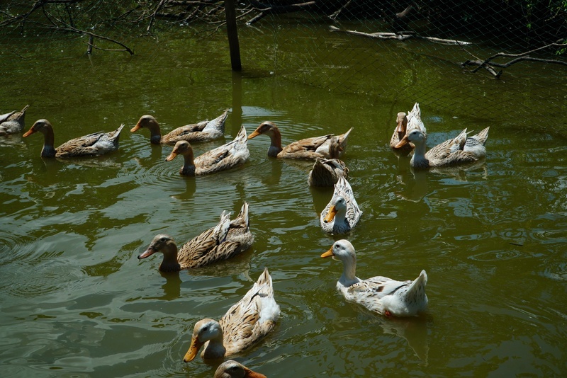 Massage vịt là gì? Khám phá trải nghiệm độc lạ tại Cần Thơ và Phong Nha 3