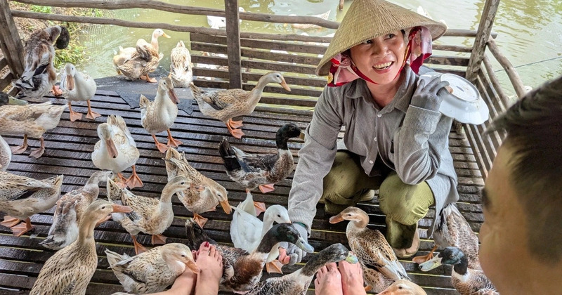 Massage vịt là gì? Khám phá trải nghiệm độc lạ tại Cần Thơ và Phong Nha 7