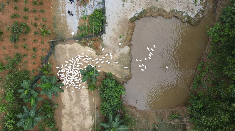 Massage vịt là gì? Khám phá trải nghiệm độc lạ tại Cần Thơ và Phong Nha 9