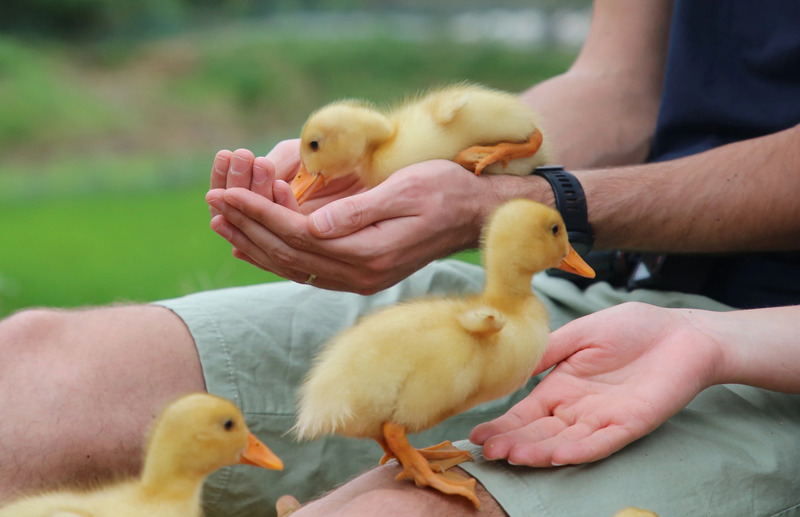 Massage vịt là gì? Khám phá trải nghiệm độc lạ tại Cần Thơ và Phong Nha 10