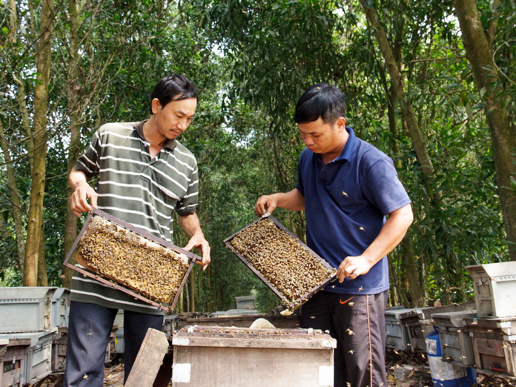 Mật ong rừng Cát Bà - sản vật quý nơi đất cảng Hải Phòng 4