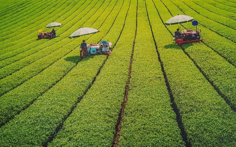 Matcha là gì? Tác dụng kỳ diệu của Matcha đối với sức khỏe 5