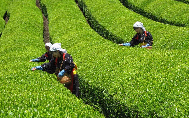 Matcha là gì? Tác dụng kỳ diệu của Matcha đối với sức khỏe 6