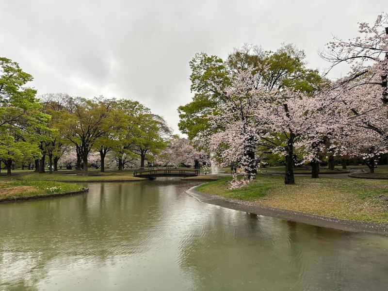 Dạo bước quanh ngôi đền Meiji Jingu đầy linh thiêng của Nhật Bản 12