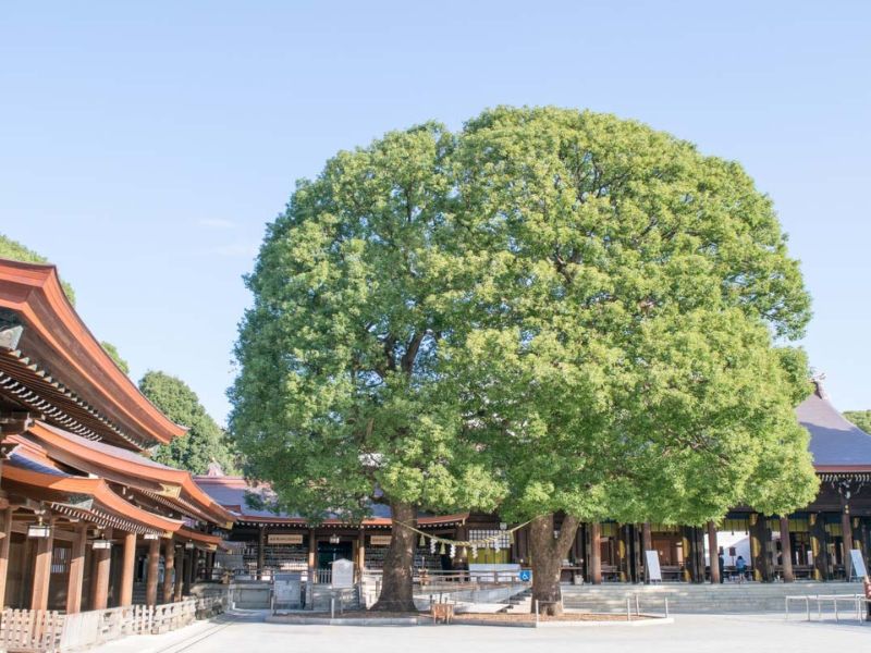 Dạo bước quanh ngôi đền Meiji Jingu đầy linh thiêng của Nhật Bản 9
