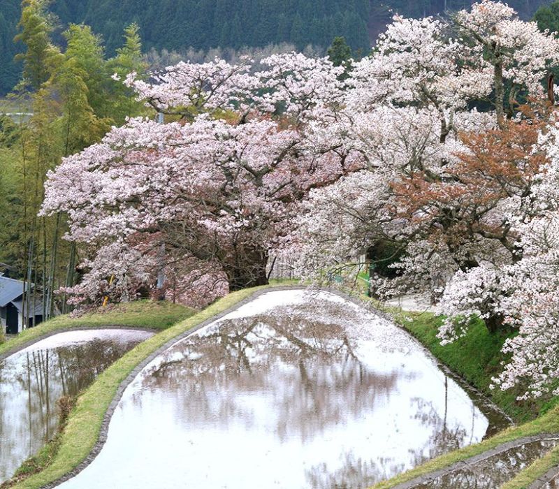 Mie Nhật Bản: Cẩm nang du lịch tự túc cho hành trình vạn trải nghiệm 4