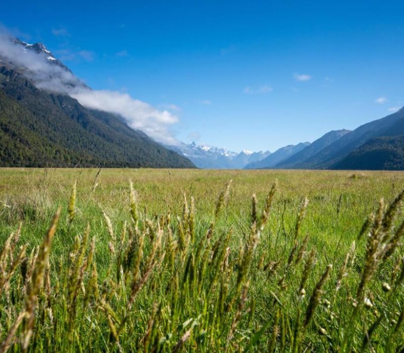 Khám phá Milford Sound, vịnh hẹp hoang sơ đẹp nhất thế giới 7