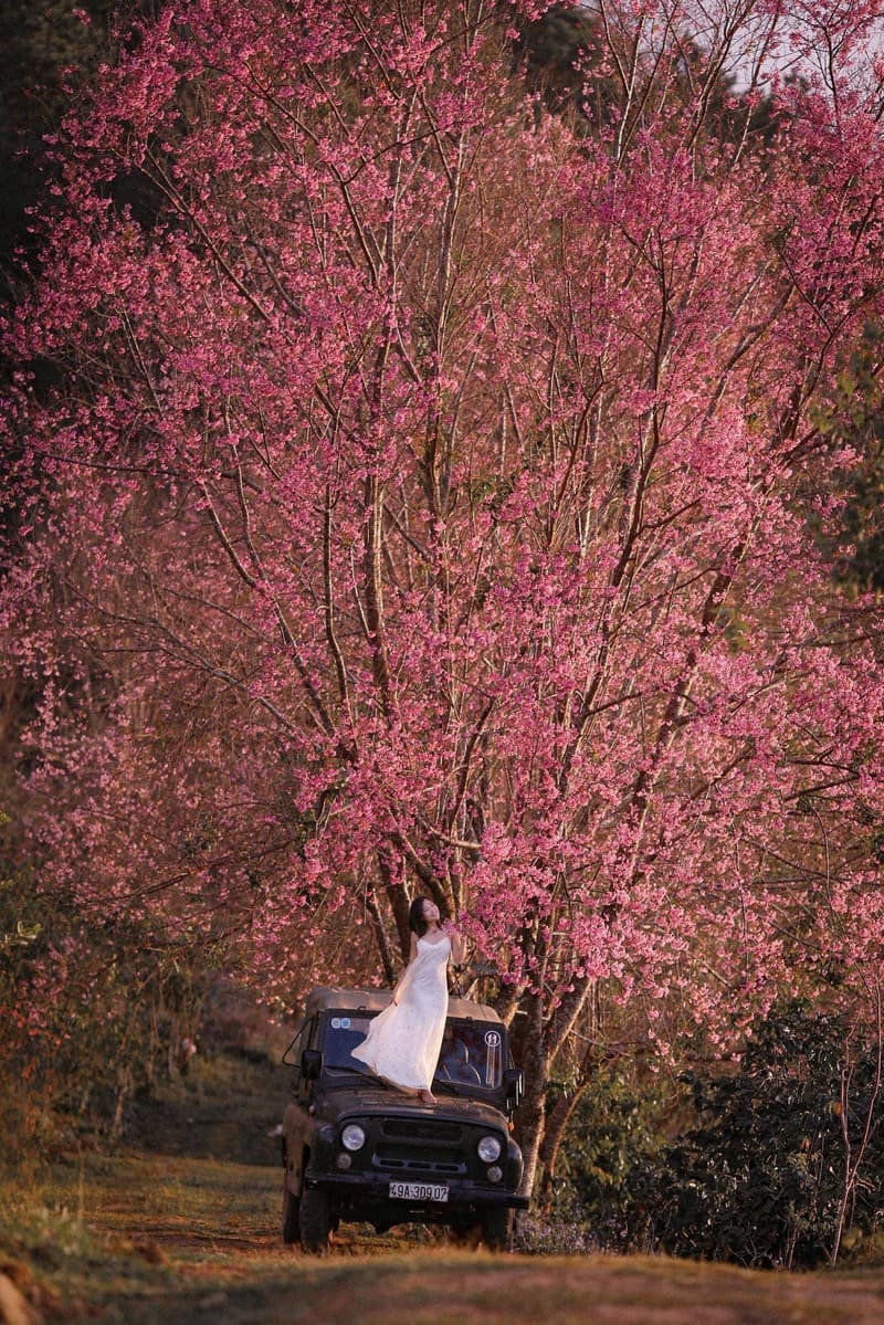 Cùng hội bạn ‘xỉu up xỉu down’ với mùa anh đào rực rỡ tại Mộng Đào Nguyên Đà Lạt 9