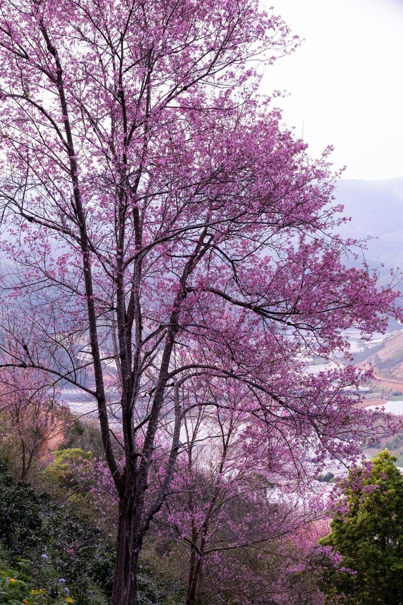 Cùng hội bạn ‘xỉu up xỉu down’ với mùa anh đào rực rỡ tại Mộng Đào Nguyên Đà Lạt 18