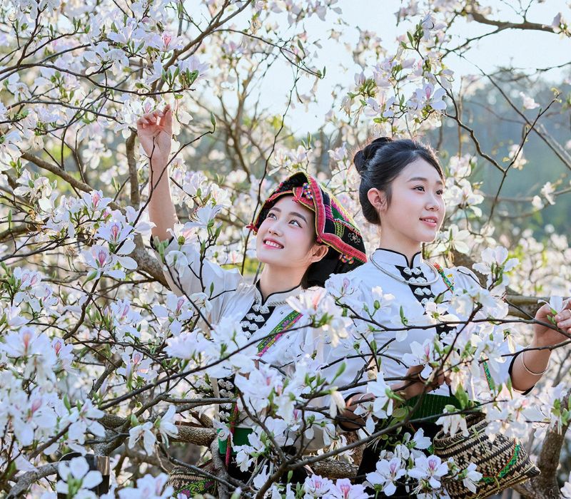 Mùa hoa ban Tây Bắc mang sắc trắng tinh khôi của đại ngàn