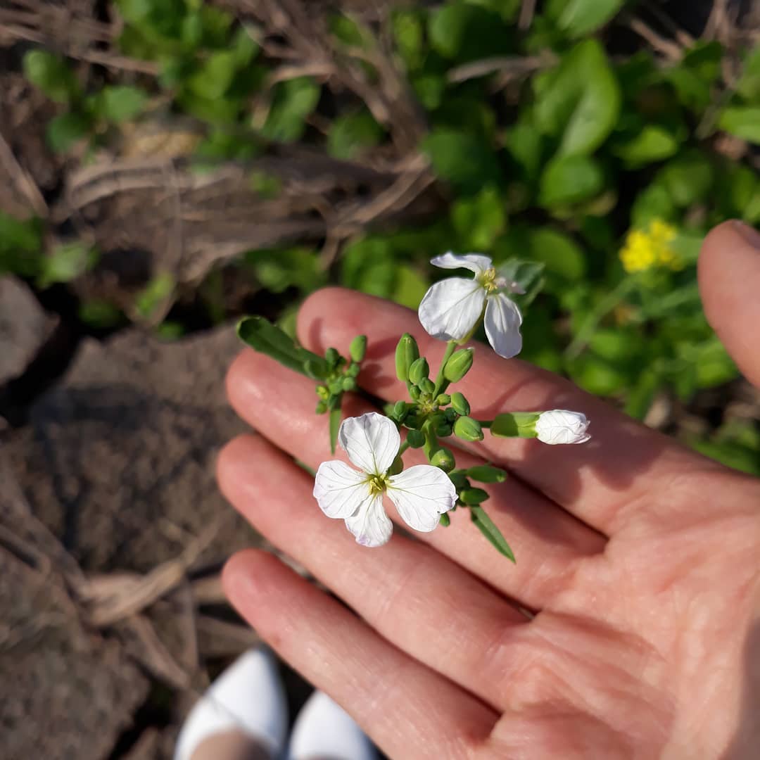 Mùa hoa cải trắng Hà Giang – Mùa hoa thương nhớ với nét mộc mạc, nên thơ 2