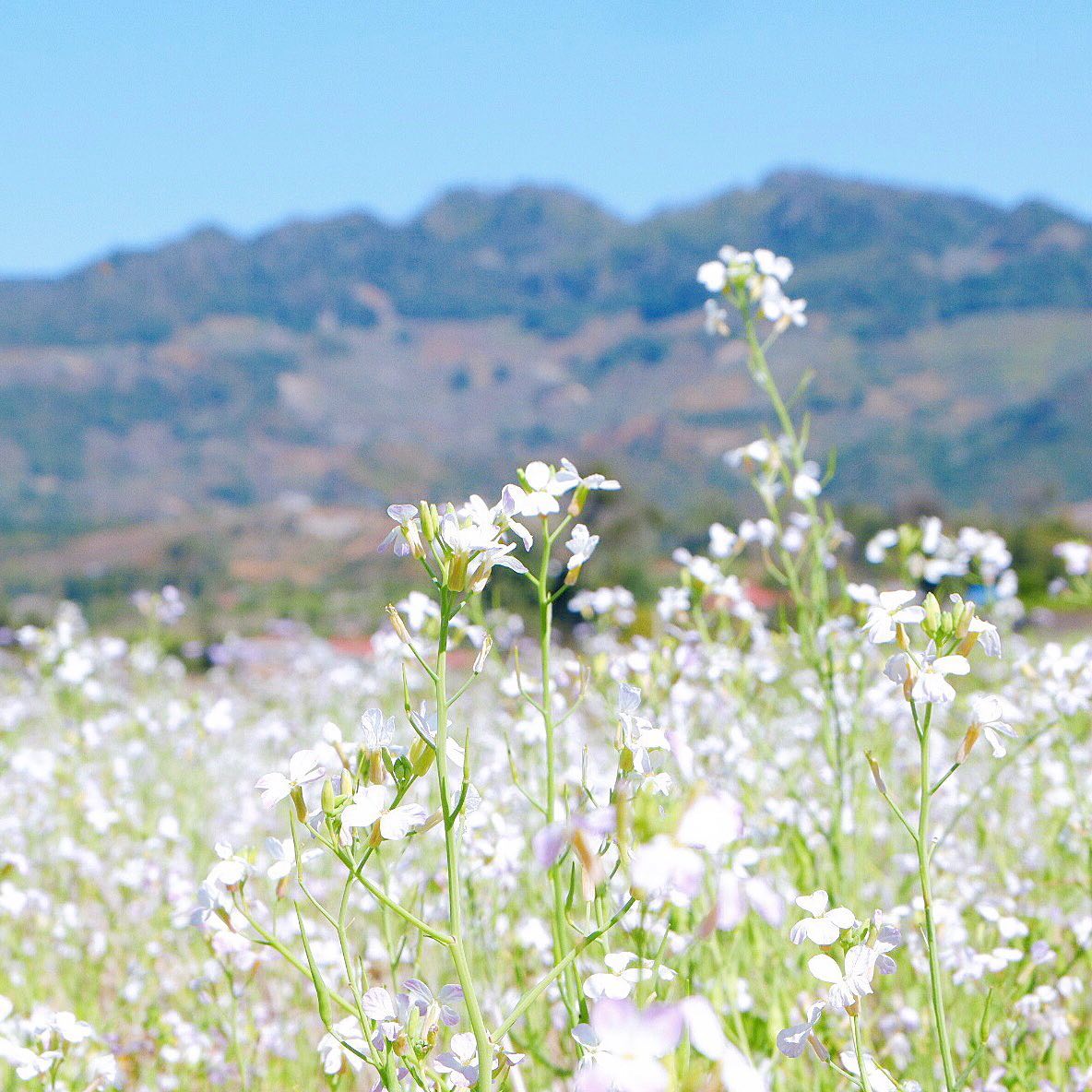 Mùa hoa cải trắng Hà Giang – Mùa hoa thương nhớ với nét mộc mạc, nên thơ 3