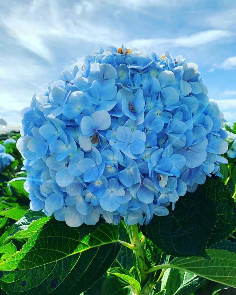 Tổng hợp ảnh hoa Cẩm Tú Cầu cực đẹp | Cẩm tú cầu, Hydrangea, Hình nền hoa