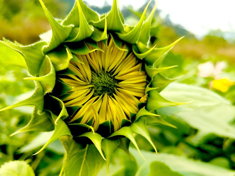 Mùa hoa hướng dương nở khi nào? Gợi ý địa điểm ngắm hoa đẹp ở Việt Nam 3