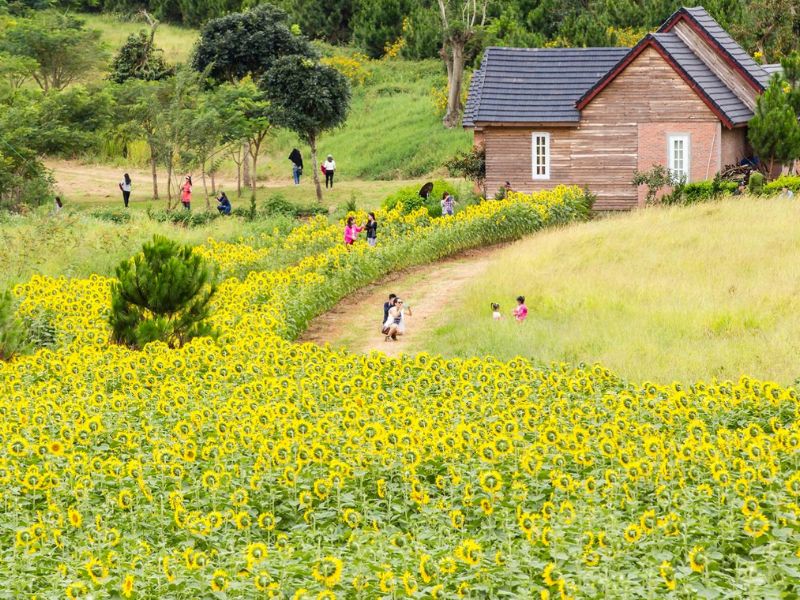 Mùa hoa hướng dương nở khi nào? Gợi ý địa điểm ngắm hoa đẹp ở Việt Nam 5