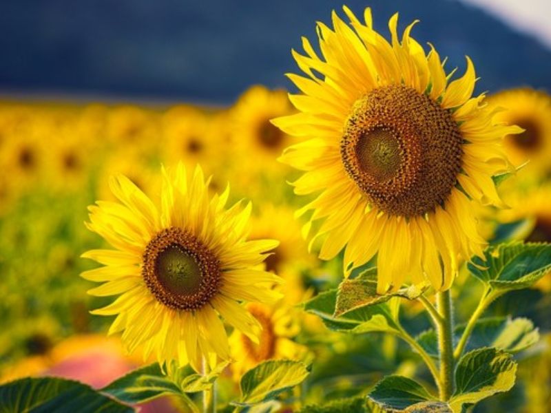 Mùa hoa hướng dương nở khi nào? Gợi ý địa điểm ngắm hoa đẹp ở Việt Nam 7