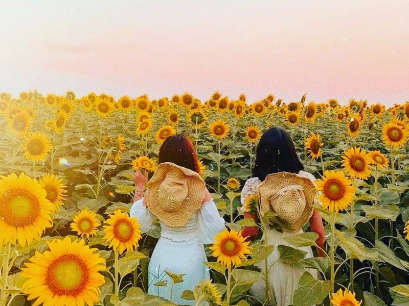 Mùa hoa hướng dương nở khi nào? Gợi ý địa điểm ngắm hoa đẹp ở Việt Nam 6