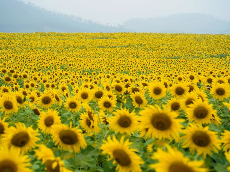 Mùa hoa hướng dương nở khi nào? Gợi ý địa điểm ngắm hoa đẹp ở Việt Nam 4