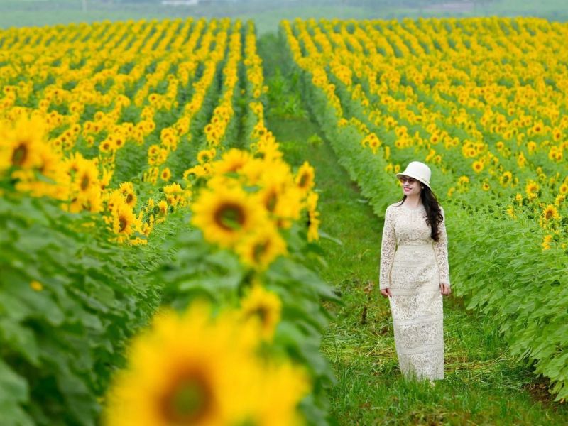 Mùa hoa hướng dương nở khi nào? Gợi ý địa điểm ngắm hoa đẹp ở Việt Nam 2