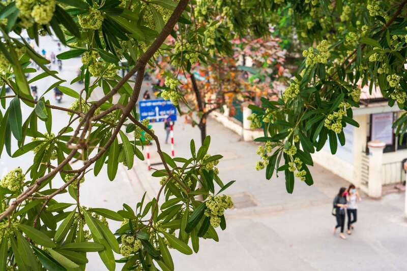 Mùa hoa sữa Hà Nội mang ký ức đậm đà của mùa thu 3
