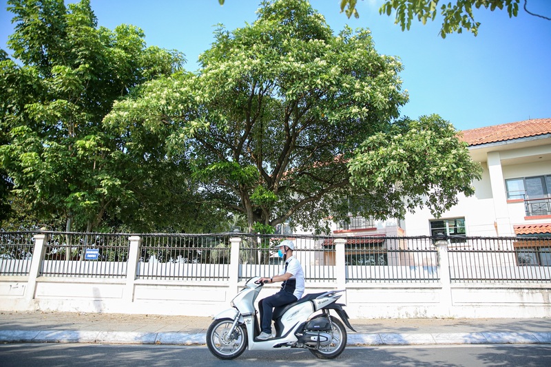 Mùa hoa sữa Hà Nội mang ký ức đậm đà của mùa thu 4