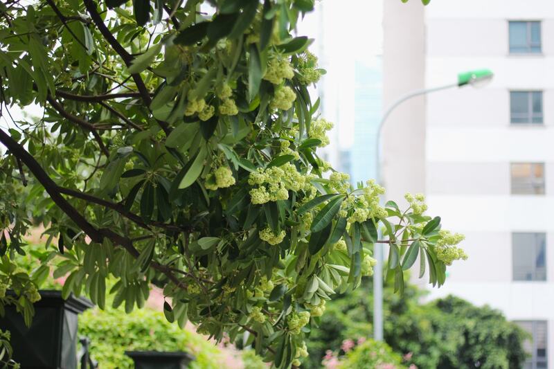 Mùa hoa sữa Hà Nội mang ký ức đậm đà của mùa thu 8