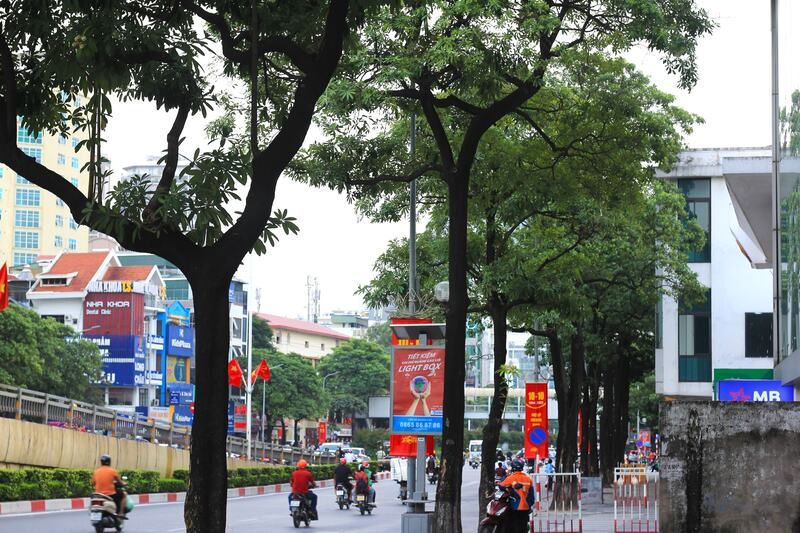 Mùa hoa sữa Hà Nội mang ký ức đậm đà của mùa thu 9