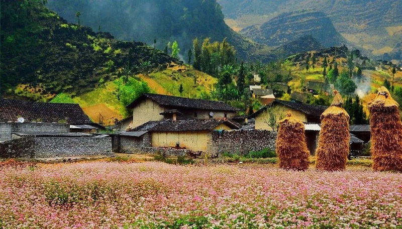 Mùa hoa tam giác mạch Hà Giang, khi cao nguyên đá khoác áo hồng tím 10