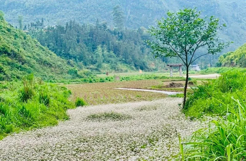 Mùa hoa tam giác mạch Hà Giang, khi cao nguyên đá khoác áo hồng tím 11