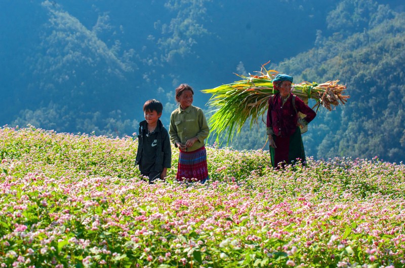 Mùa hoa tam giác mạch Hà Giang, khi cao nguyên đá khoác áo hồng tím 12