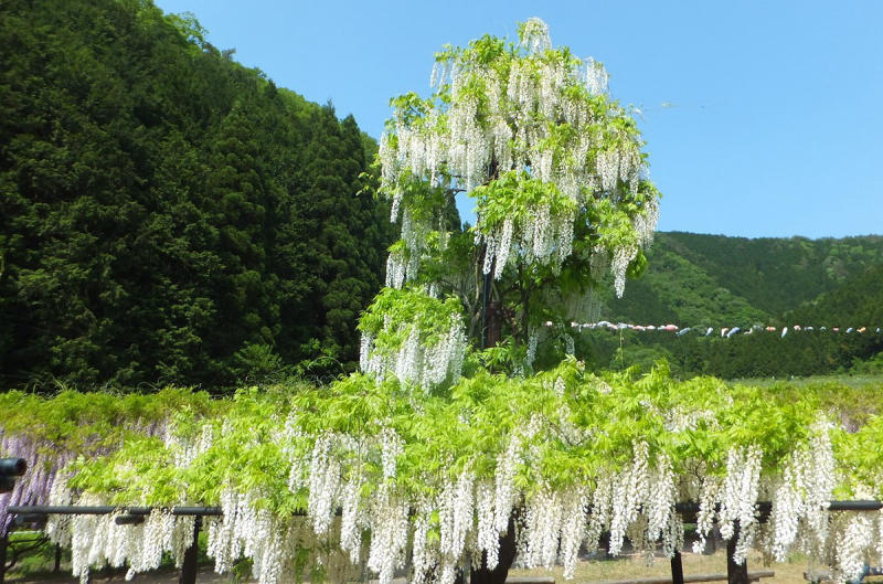 Đắm chìm trong mùa hoa tử đằng Nhật Bản nở rộ rực rỡ 8