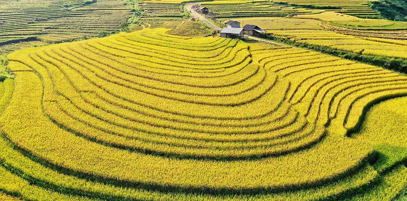 Ngất ngây mùa lúa chín vàng trổ đòng ở miền Bắc 2