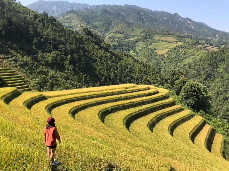 Ngất ngây mùa lúa chín vàng trổ đòng ở miền Bắc 7