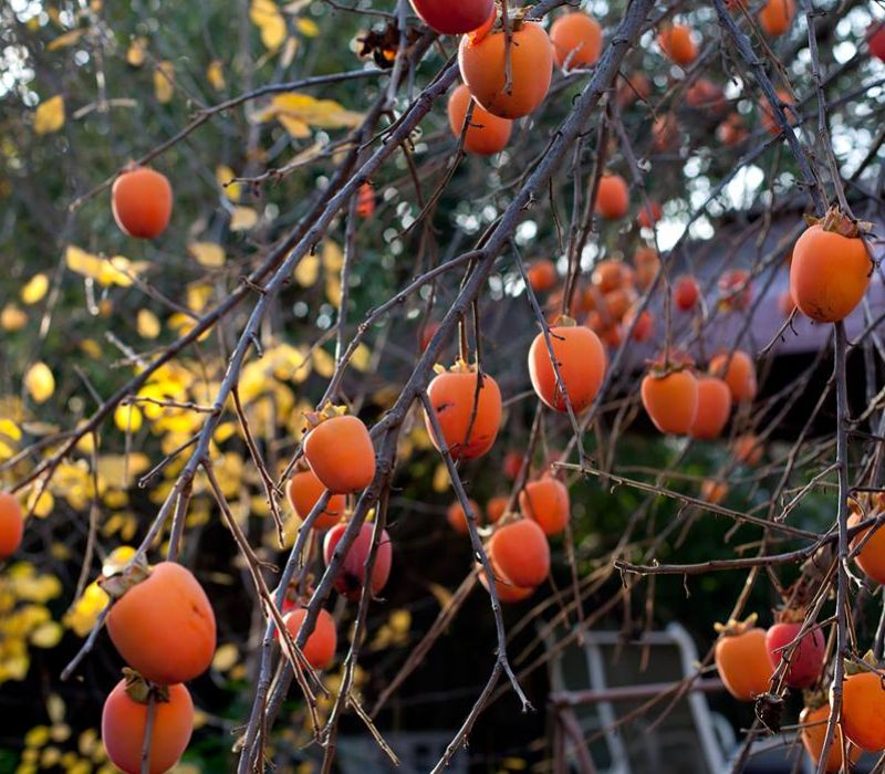 Mùa quả hồng Đà Lạt: Tinh hoa đặc sản mùa thu xứ sở ngàn hoa 2