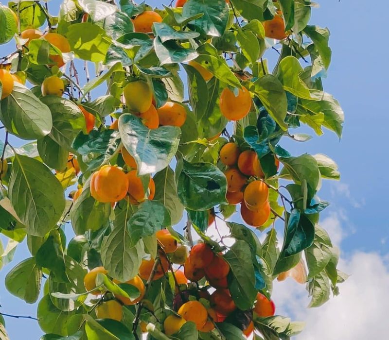 Mùa quả hồng Đà Lạt: Tinh hoa đặc sản mùa thu xứ sở ngàn hoa 3