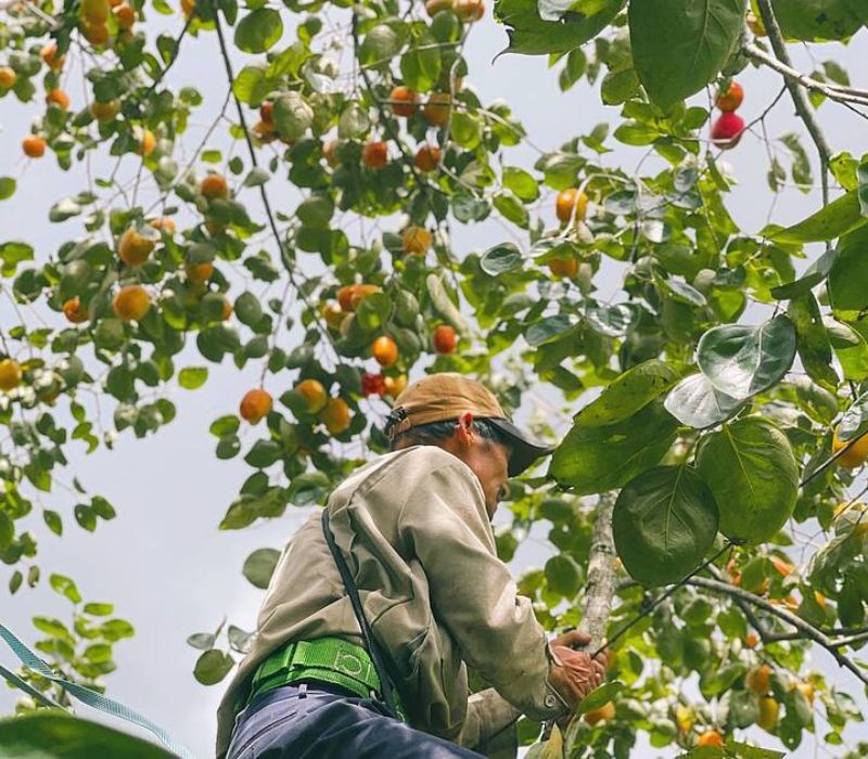 Mùa quả hồng Đà Lạt: Tinh hoa đặc sản mùa thu xứ sở ngàn hoa 4