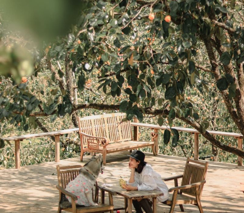 Mùa quả hồng Đà Lạt: Tinh hoa đặc sản mùa thu xứ sở ngàn hoa 7