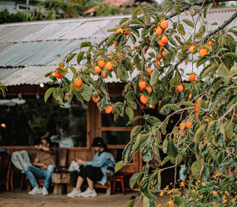 Mùa quả hồng Đà Lạt: Tinh hoa đặc sản mùa thu xứ sở ngàn hoa 8