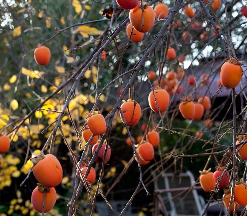 Mùa quả hồng Đà Lạt: Tinh hoa đặc sản mùa thu xứ sở ngàn hoa