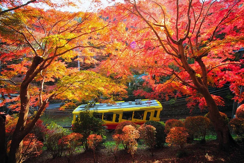 Mùa thu Nhật Bản: Cẩm nang săn lá đỏ từ Bắc xuống Nam 6