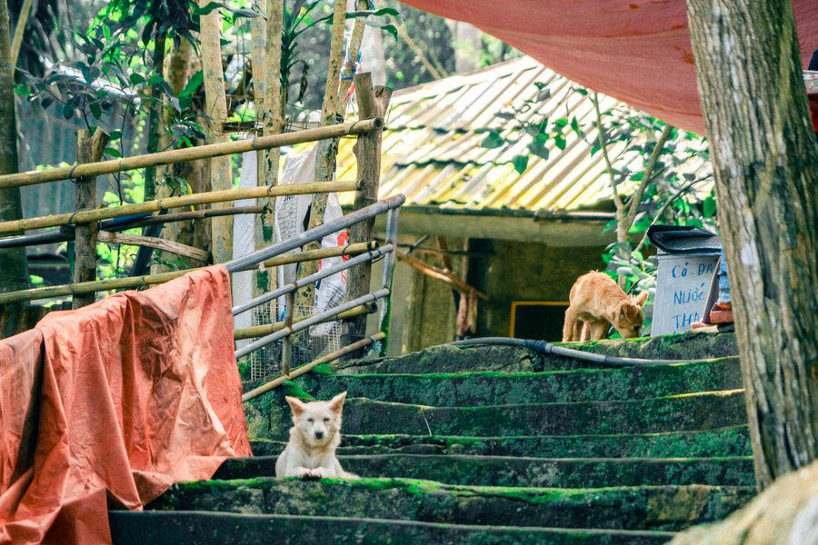 Mùa thu Vũng Tàu đang về yên bình trên từng con phố nhỏ 2